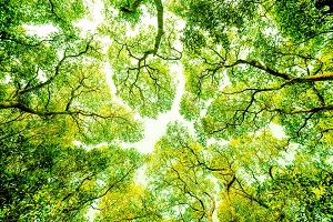 Allah suffit  quiconque place sa confiance en Lui