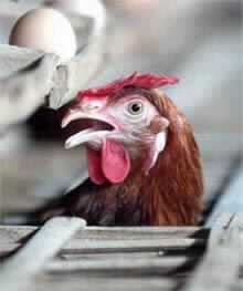 Bird-Flu Alarm Bells Ring