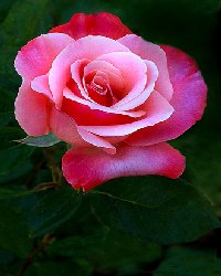 Does Islam degrade women?