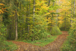 Die zwei Arten der Rechtleitung im Qurn